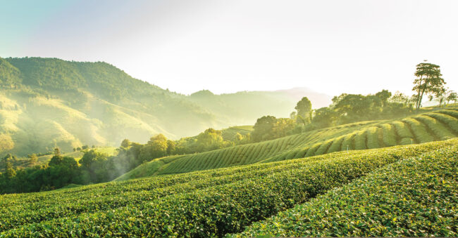 NUOVE CAPSULE MANUEL 02